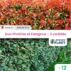 Duo De Lauriers Rouge Et Argent - 2 Variétés - Lot De 12 Plants En Pot De 4 L -Jardin Harmonie Soldes Boutique 6495d6c5777d96.06536186