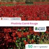 50 X Photinia Carré Rouge En Pot De 1 L -Jardin Harmonie Soldes Boutique 6495d6c6a86674.97414147