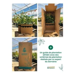 Kit Haie Plein Sud - 10 Jeunes Plants - 10 Jeunes Plants : Taille 20/40cm -Jardin Harmonie Soldes Boutique 6498bc7ba38600.55167975