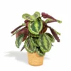 Calathea Médaillon Et Son Panier Naturel - H65cm, ø19cm - Plante D'intérieur -Jardin Harmonie Soldes Boutique 64d54541c1f771da