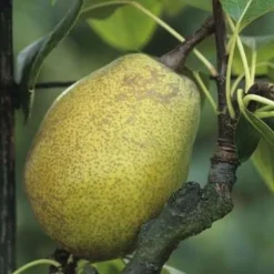 Poirier Jeanne D'Arc : Gobelet 3 Ans D'âge Ctr 12 Litres -Jardin Harmonie Soldes Boutique 6528 003