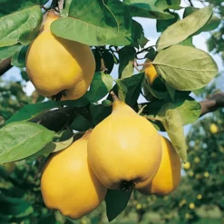 Cognassier Champion : Gobelet 3 Ans D'âge -Jardin Harmonie Soldes Boutique 6532 004