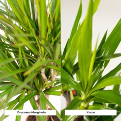 Yucca, Dracaena, Duo De Plantes - Plantes D'intérieur -Jardin Harmonie Soldes Boutique 65a8ce2aef88353a