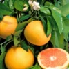 Pomelo : Pot 45 Litres -Jardin Harmonie Soldes Boutique 662224 1657852