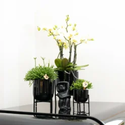 Rhipsalis Baccifera - H15cm, ø9cm - Plante D'intérieur -Jardin Harmonie Soldes Boutique 6638490801f056b7