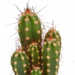 Cactus, Box De 5 Plantes - H8cm, ø5,5cm - Plantes D'intérieur -Jardin Harmonie Soldes Boutique 664e171e2bda6fec