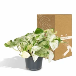 Epipremnum Happy Leaf Scindapsus - H15cm, ø12cm - Plante D'intérieur Tombante -Jardin Harmonie Soldes Boutique 66f3ecc8f1f501b6