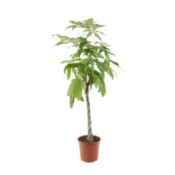 Pachira Tressé : H.150/160cm, Pot D.27cm -Jardin Harmonie Soldes Boutique 674123 001 1
