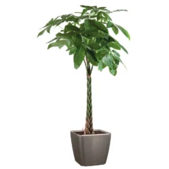 Pachira Tressé : H.150/160cm, Pot D.27cm -Jardin Harmonie Soldes Boutique 674123 002
