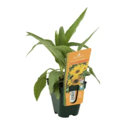 Soleil Vivace : Lot De 3 Godets -Jardin Harmonie Soldes Boutique 682893 002