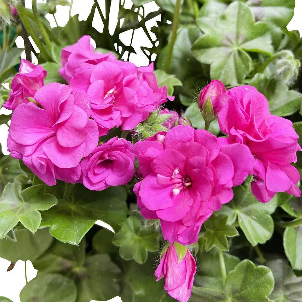 Géranium Lierre Double 'Royal® Blue' Label Rouge : 10 Plants 3 Géranium Lierre Double 'Royal® Blue' Label Rouge : 10 Plants