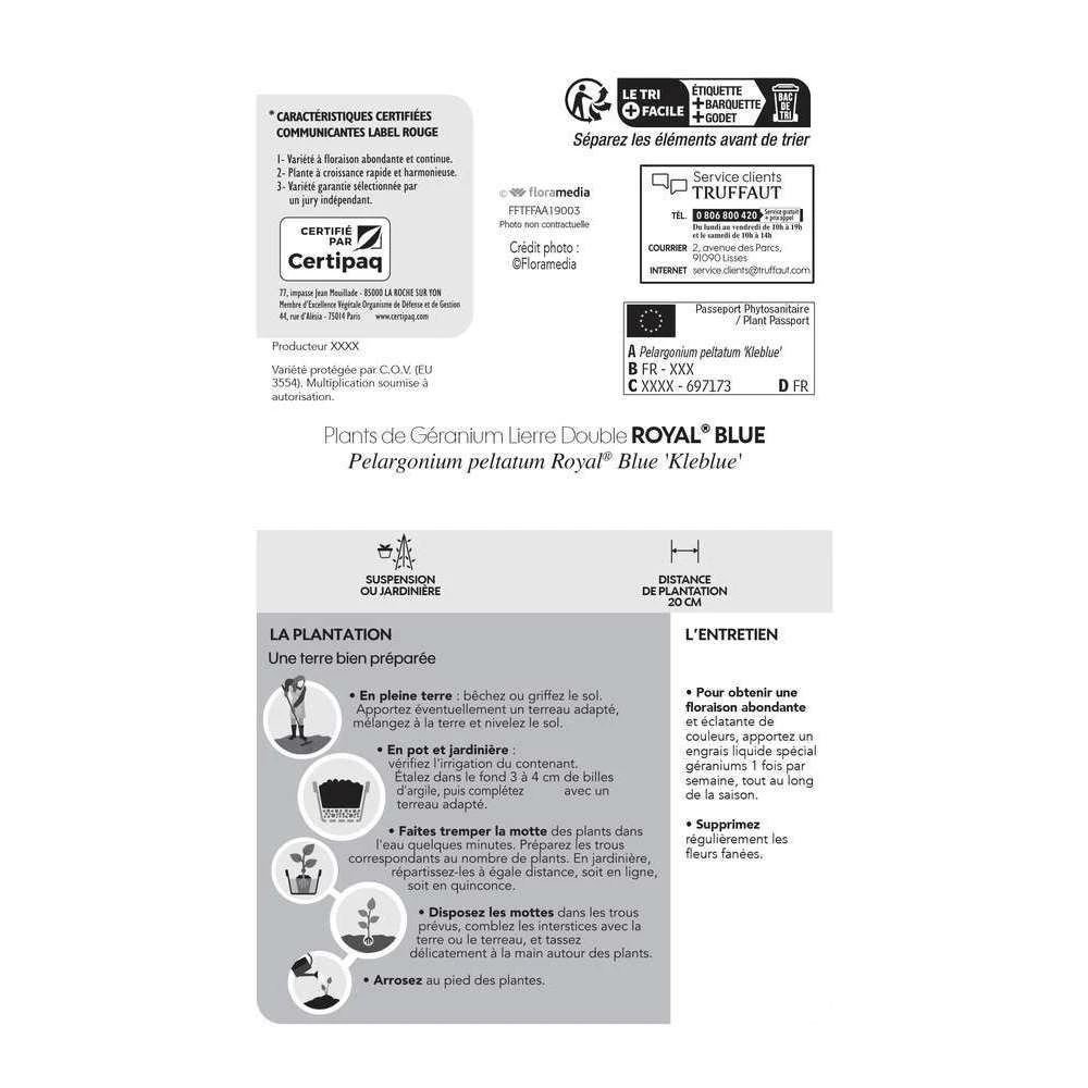 Géranium Lierre Double 'Royal® Blue' Label Rouge : 10 Plants 6 Géranium Lierre Double 'Royal® Blue' Label Rouge : 10 Plants – Image 4