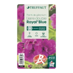 Géranium Lierre Double 'Royal® Blue' Label Rouge : 10 Plants 8 Géranium Lierre Double 'Royal® Blue' Label Rouge : 10 Plants -Jardin Harmonie Soldes Boutique 697173 008