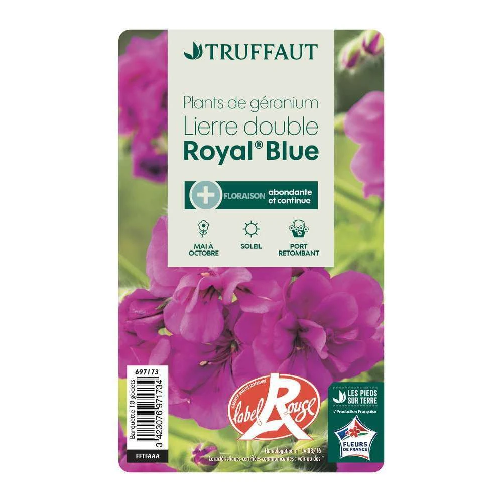 Géranium Lierre Double 'Royal® Blue' Label Rouge : 10 Plants 5 Géranium Lierre Double 'Royal® Blue' Label Rouge : 10 Plants – Image 3