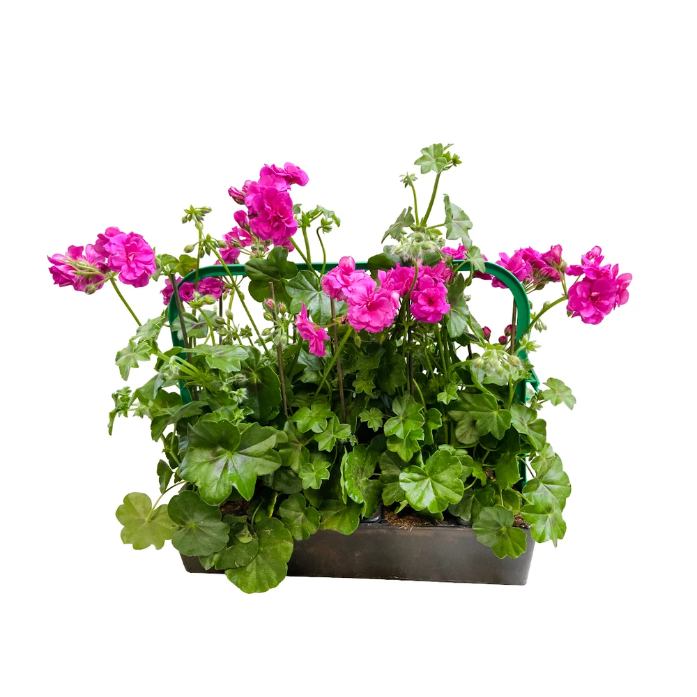 Géranium Lierre Double 'Royal® Blue' Label Rouge : 10 Plants 4 Géranium Lierre Double 'Royal® Blue' Label Rouge : 10 Plants – Image 2