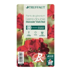 Géranium Lierre Double 'Marcada® Dark Red' Label Rouge : 10 Plants -Jardin Harmonie Soldes Boutique 697174 006