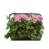 Géranium Lierre Double 'Royal® Light Pink' Label Rouge : 10 Plants -Jardin Harmonie Soldes Boutique 697175 006
