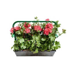 Géranium Lierre Double 'Royal® Salmon' Label Rouge : 10 Plants -Jardin Harmonie Soldes Boutique 697176 010