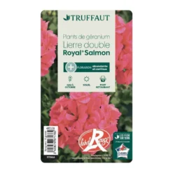 Géranium Lierre Double 'Royal® Salmon' Label Rouge : 10 Plants -Jardin Harmonie Soldes Boutique 697176 013