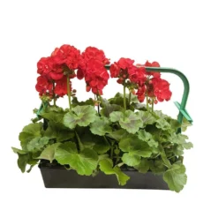 Géranium Zonale 'Sunrise® Fernando' Label Rouge : 10 Plants -Jardin Harmonie Soldes Boutique 697186 002