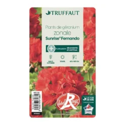 Géranium Zonale 'Sunrise® Fernando' Label Rouge : 10 Plants -Jardin Harmonie Soldes Boutique 697186 004