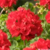 Géranium Zonale 'Sunrise® Fernando' Label Rouge : 10 Plants -Jardin Harmonie Soldes Boutique 697186 1417141