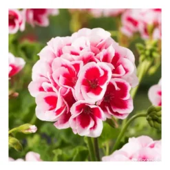 Géranium Zonale Americana® White Splash Improved'Label Rouge:10 Plants -Jardin Harmonie Soldes Boutique 697188 005