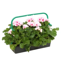 Géranium Zonale Americana® White Splash Improved'Label Rouge:10 Plants -Jardin Harmonie Soldes Boutique 697188 2080140