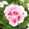 Géranium Zonale Americana® White Splash Improved'Label Rouge:10 Plants -Jardin Harmonie Soldes Boutique 697188 2091066