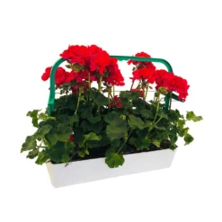 Géranium Zonale 'Tango® Neon Purple' Label Rouge : 10 Plants -Jardin Harmonie Soldes Boutique 697190 002