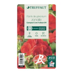 Géranium Zonale 'Compact Line Vulkan 09' Label Rouge : 10 Plants -Jardin Harmonie Soldes Boutique 697192 004