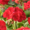 Géranium Zonale 'Compact Line Vulkan 09' Label Rouge : 10 Plants -Jardin Harmonie Soldes Boutique 697192 1417177