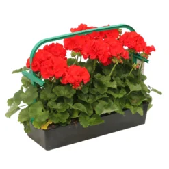 Géranium Zonale 'Compact Line Vulkan 09' Label Rouge : 10 Plants -Jardin Harmonie Soldes Boutique 697192 2080104