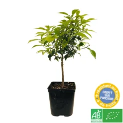 Yuzu AB: Pot 3L, Greffe -Jardin Harmonie Soldes Boutique 697329 005