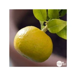 Mandarinier : C3L, Agriculture Biologique -Jardin Harmonie Soldes Boutique 697332 001