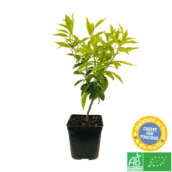 Mandarinier : C3L, Agriculture Biologique -Jardin Harmonie Soldes Boutique 697332 004