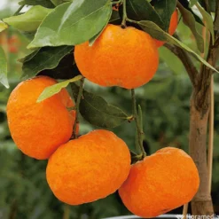 Mandarinier : C3L, Agriculture Biologique -Jardin Harmonie Soldes Boutique 697332 005