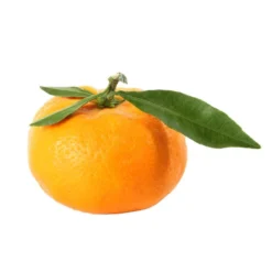 Mandarinier : C3L, Agriculture Biologique -Jardin Harmonie Soldes Boutique 697332 009