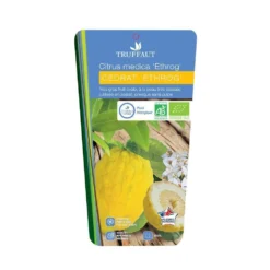 Cedratier 'ethrog' : AB, C3L -Jardin Harmonie Soldes Boutique 697335 002