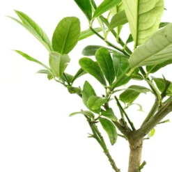 Cedratier 'ethrog' : AB, C3L -Jardin Harmonie Soldes Boutique 697335 004