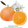 Clementinier Bio Tailles:pot De 3 Litres, Hauteur 30/40 Cm -Jardin Harmonie Soldes Boutique 69e2888bcc1a988f