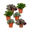 Box 6 Plantes D'intérieur - H20cm, ø12cm - Plantes D'intérieur -Jardin Harmonie Soldes Boutique 6a4f2bd7346e8360