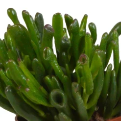 Crassula, Box De 3 Plantes - H15cm, ø10,5cm - Plantes D'intérieur -Jardin Harmonie Soldes Boutique 6afb084e7f368b74