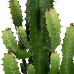 Euphorbia Acrurensis - H80cm, ø24cm - Grande Plante D'intérieur -Jardin Harmonie Soldes Boutique 6b09bab30d1cdf42