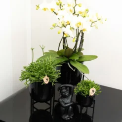 Rhipsalis Baccifera - H15cm, ø9cm - Plante D'intérieur -Jardin Harmonie Soldes Boutique 6c20d128ee866f20