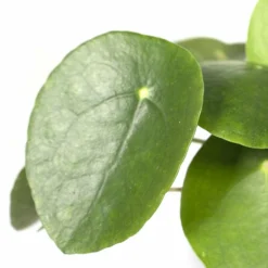 Pilea Peperomiodes - H20cm, ø12cm - Plante D'intérieur -Jardin Harmonie Soldes Boutique 6caa72f447548b19