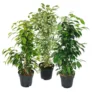 Ficus Benjamini - Lot De 3 - Anastasia - Twighlight - Danielle En Pot De 17cm -Jardin Harmonie Soldes Boutique 6efad77991f27d9c