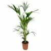 Palmier Kentia Xxl - H150cm, ø24cm - Très Grande Plante D'intérieur -Jardin Harmonie Soldes Boutique 6f266e12d4fef26f