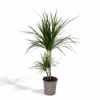 Dracaena Marginata - H70cm, ø17cm - Grande Plante D'intérieur -Jardin Harmonie Soldes Boutique 6f281ee0552b6956