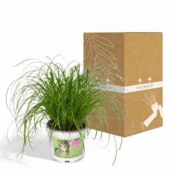 Herbe à Chat - H20cm, ø12cm - Plante D'intérieur -Jardin Harmonie Soldes Boutique 6f32ed9d24c25498